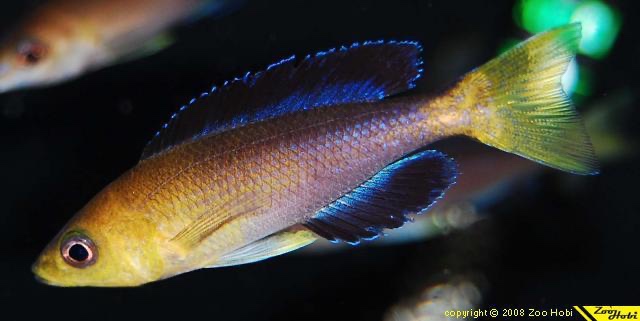 Cyprichromis sp. 'leptosoma jumbo' Kekese